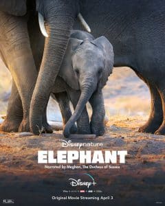 ดูหนัง Elephant (2020) อัศจรรย์ชีวิตของช้าง
